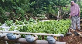 Petani Sayur Hidroponik Terkendala Cuaca dan Bibit Langka